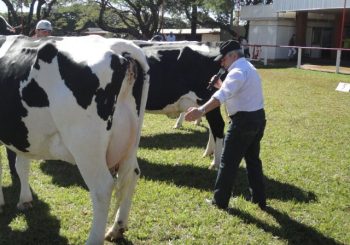 10ª VIA TECNOLÓGICA DO LEITE TERÁ HOLANDÊS EM PISTA