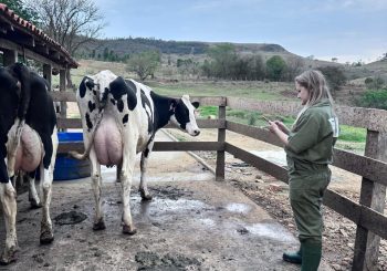 COMO A AVALIAÇÃO INDIVIDUALDAS VACAS CONTRIBUI PARA DECISÕESMAIS ASSERTIVAS NO REBANHO?